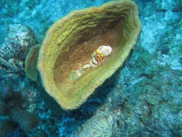 057 Hermit Crabs in bottom of Vase Sponge IMG 5835